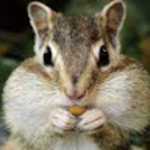 Meet your Posher, Iris